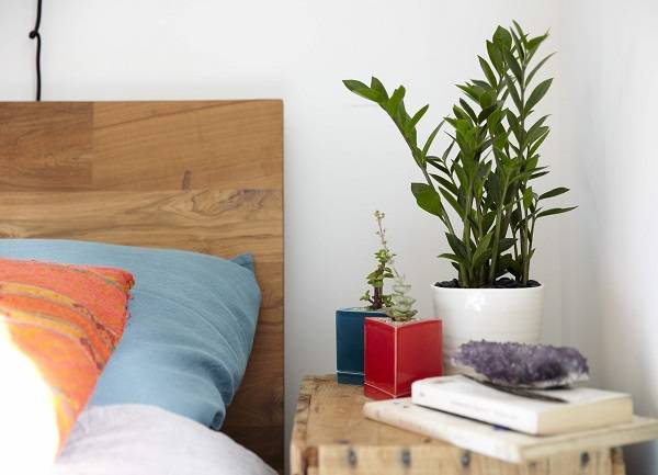 Đặt cây xanh trong phòng ngủ để lọc không khí