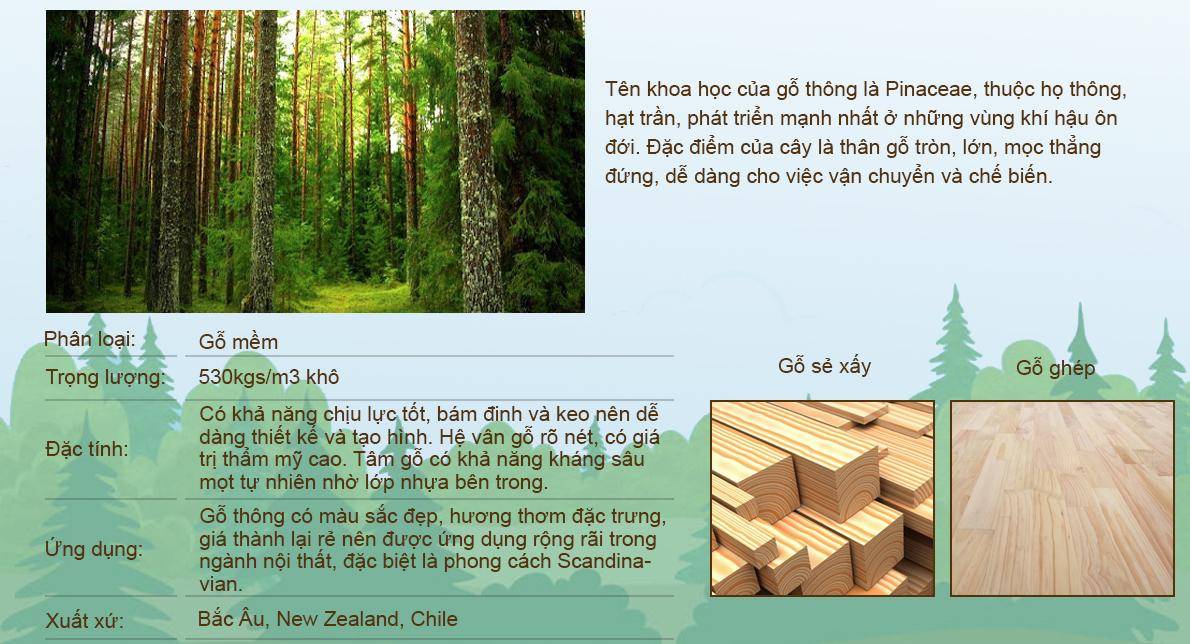 Giới thiệu gỗ thông