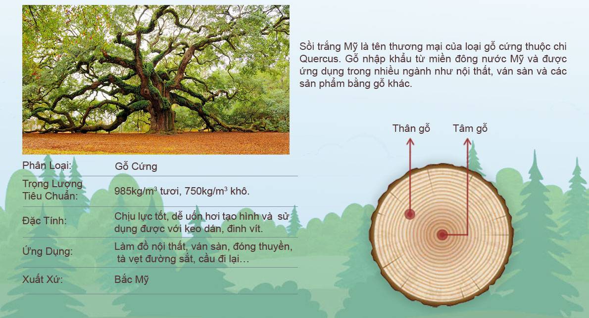 Chất liệu gỗ sồi trắng Mỹ